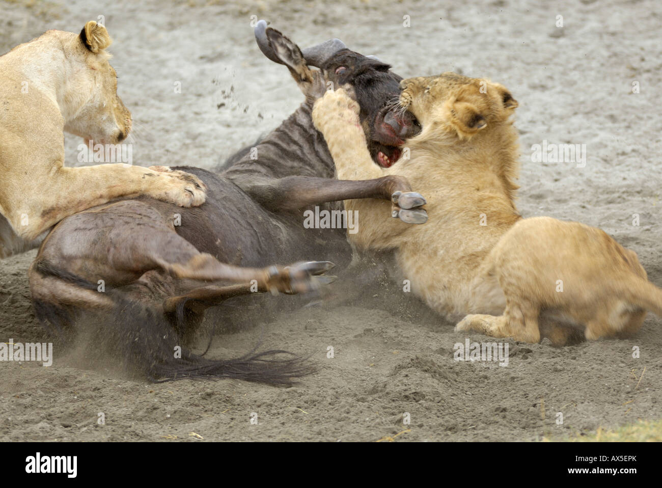 Lion (Panthera leo) morning hunt, a young lion fighting a gnu, Ngorongoro Crater, Tanzania Stock Photo