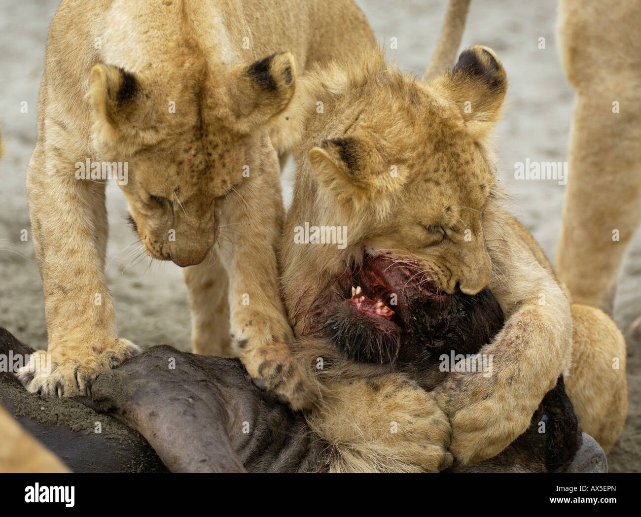 Lion (Panthera leo) morning hunt, two young lions trying to kill a gnu, Ngorongoro Crater, Tanzania Stock Photo