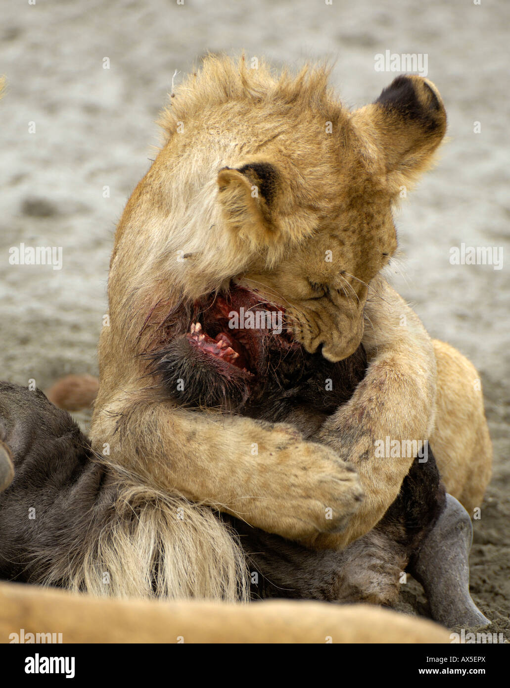 Lion (Panthera leo) morning hunt, a young lion trying to kill a gnu, Ngorongoro Crater, Tanzania Stock Photo