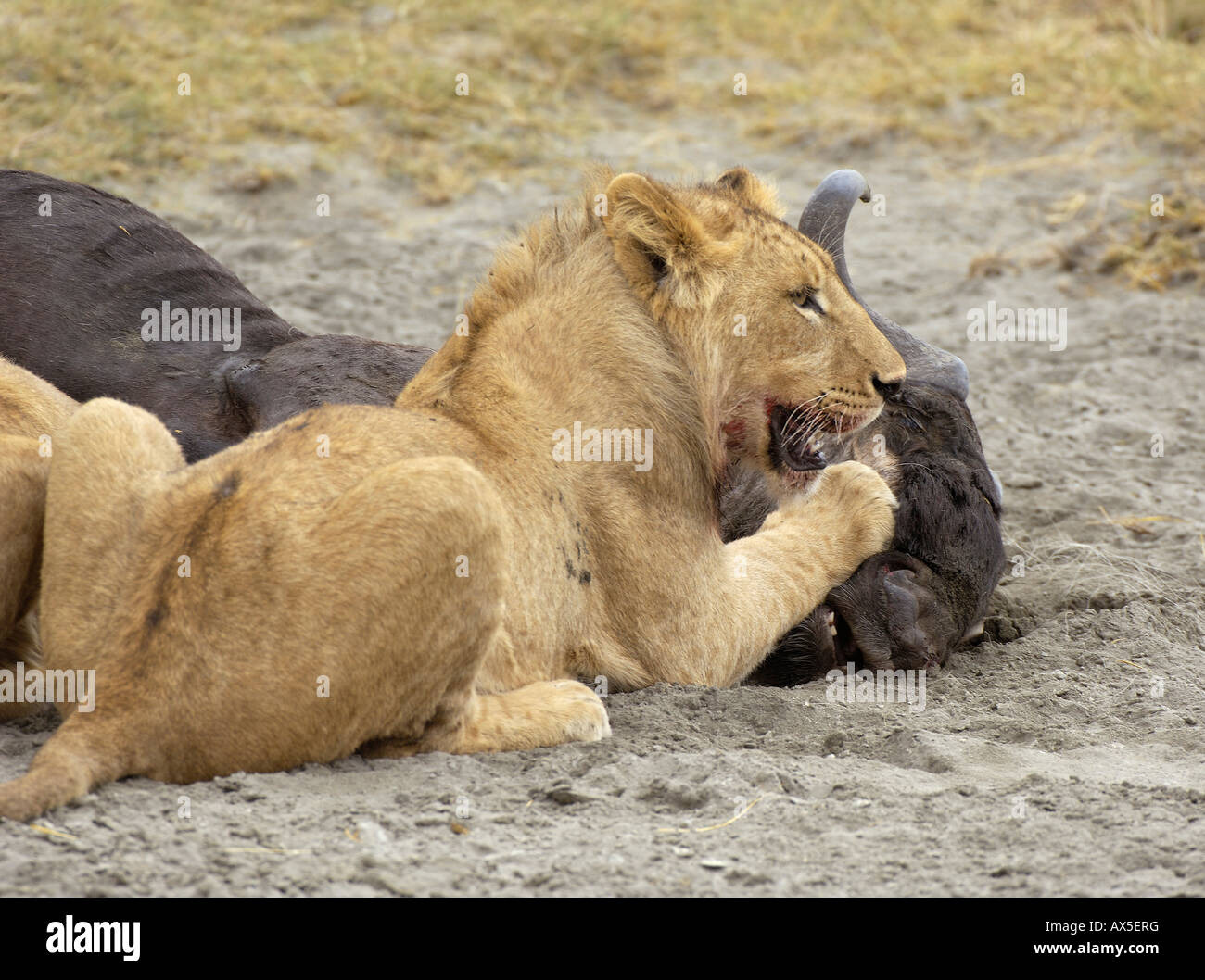 Lion (Panthera leo) morning hunt, a young lion in winner's posture next to a killed gnu, Ngorongoro Crater, Tanzania Stock Photo