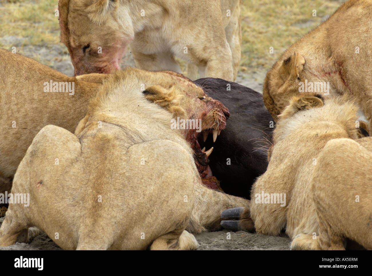 Lion (Panthera leo) morning hunt, a young lion defending its place at the kill, Ngorongoro Crater, Tanzania Stock Photo