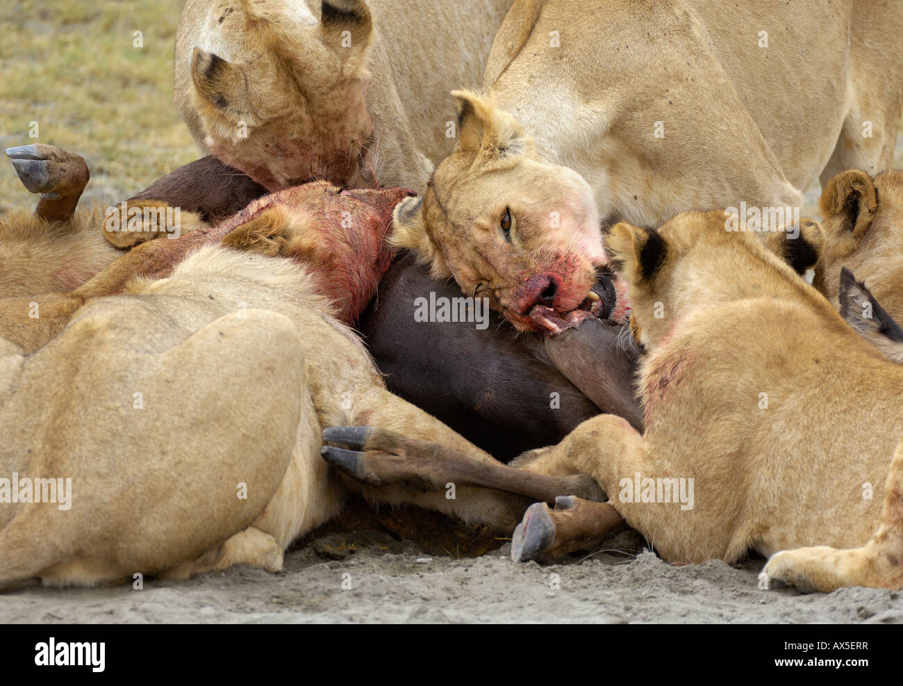Lion (Panthera leo) morning hunt, lion pack feeding, Ngorongoro Crater, Tanzania Stock Photo