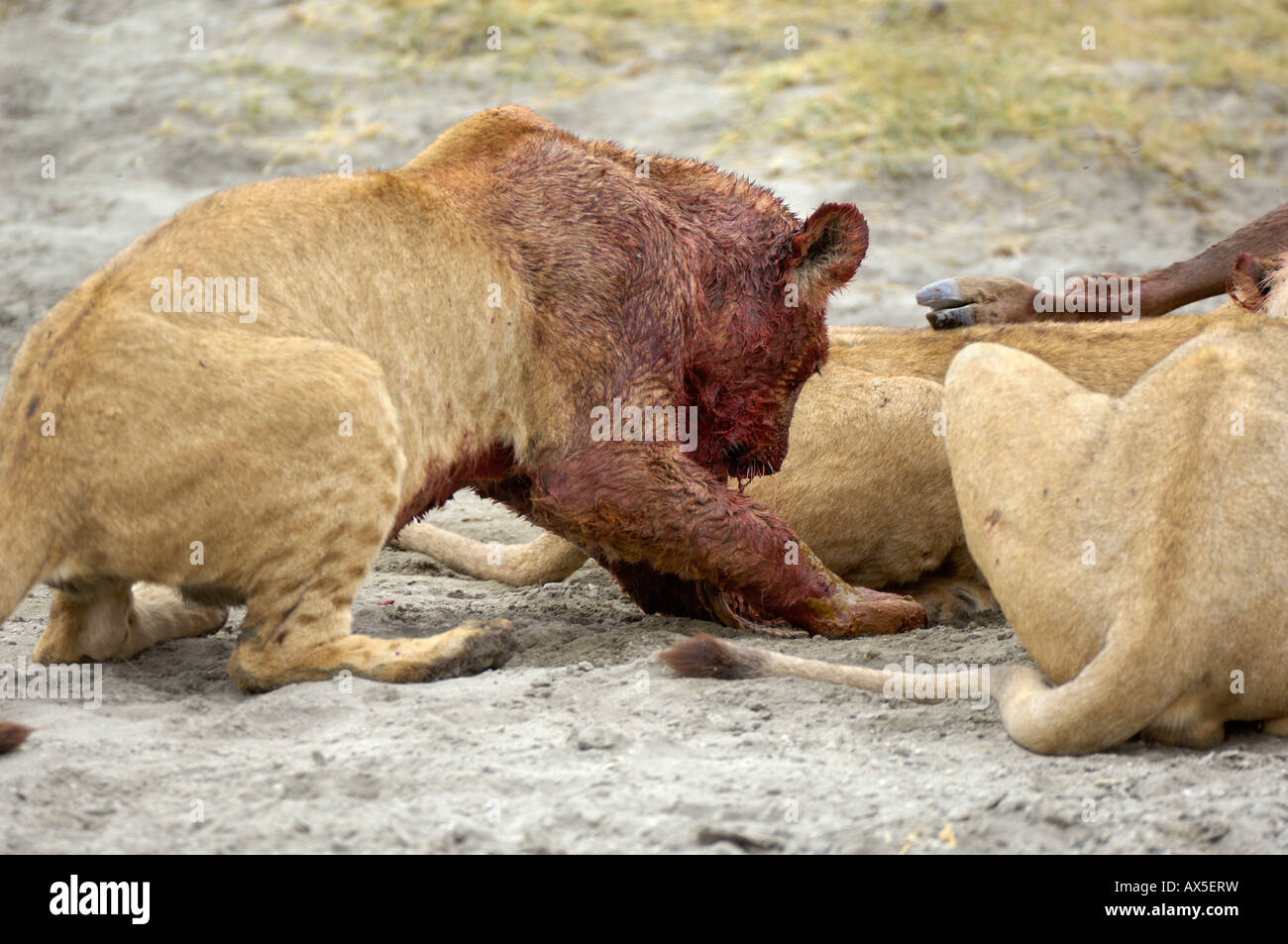 Lion (Panthera leo) morning hunt, blood smeared lion sitting overeaten next to the kill, Ngorongoro Crater, Tanzania Stock Photo