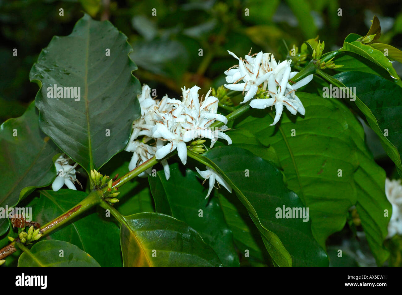 Mountain Coffee (Coffea arabica) blossoms Stock Photo