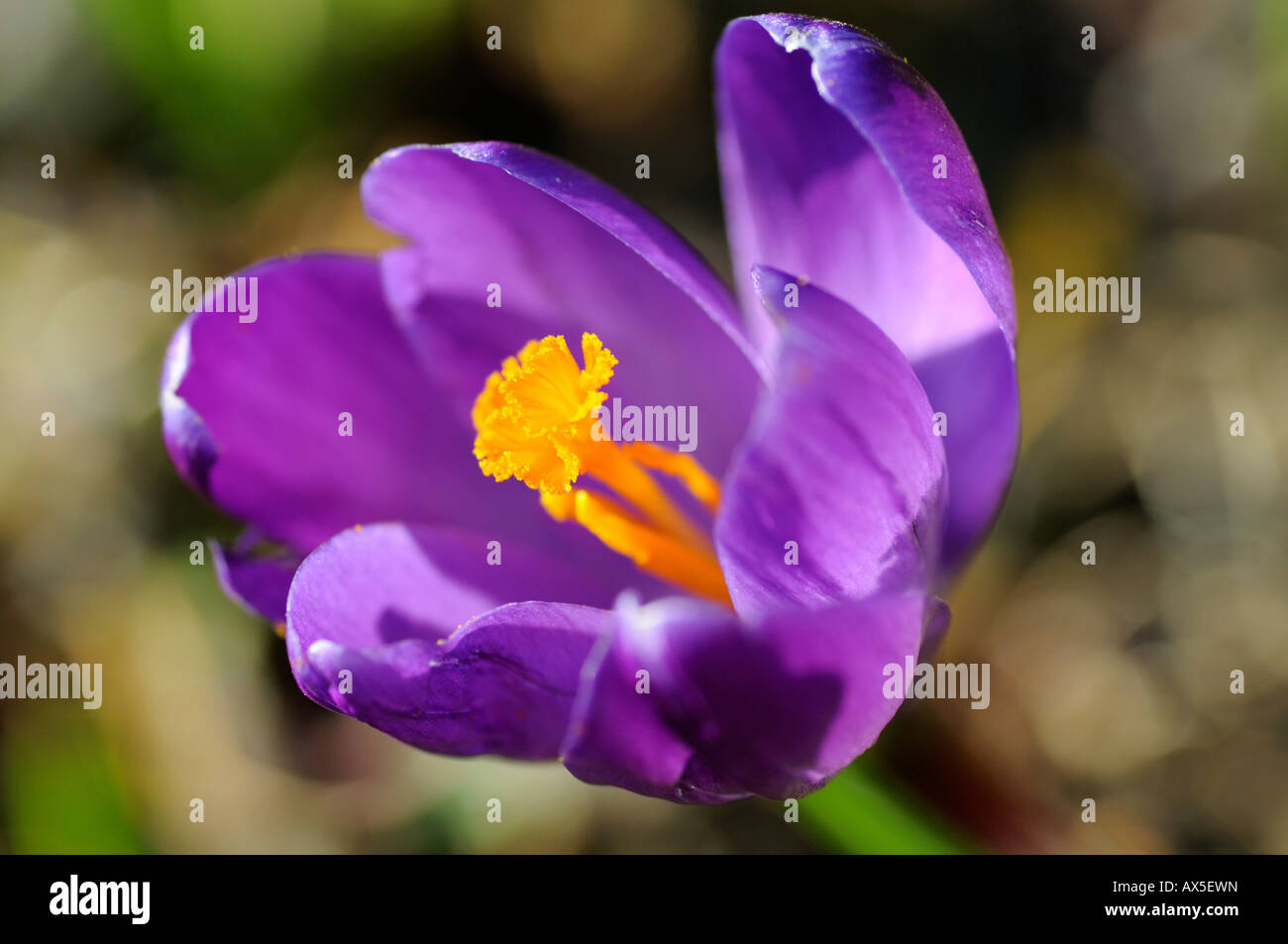 Crocus blossom (Crocos spec.) Stock Photo
