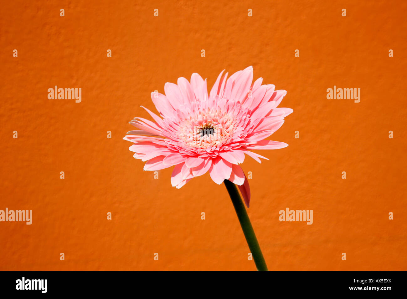 Pink Gerber daisy flower in orange background Stock Photo