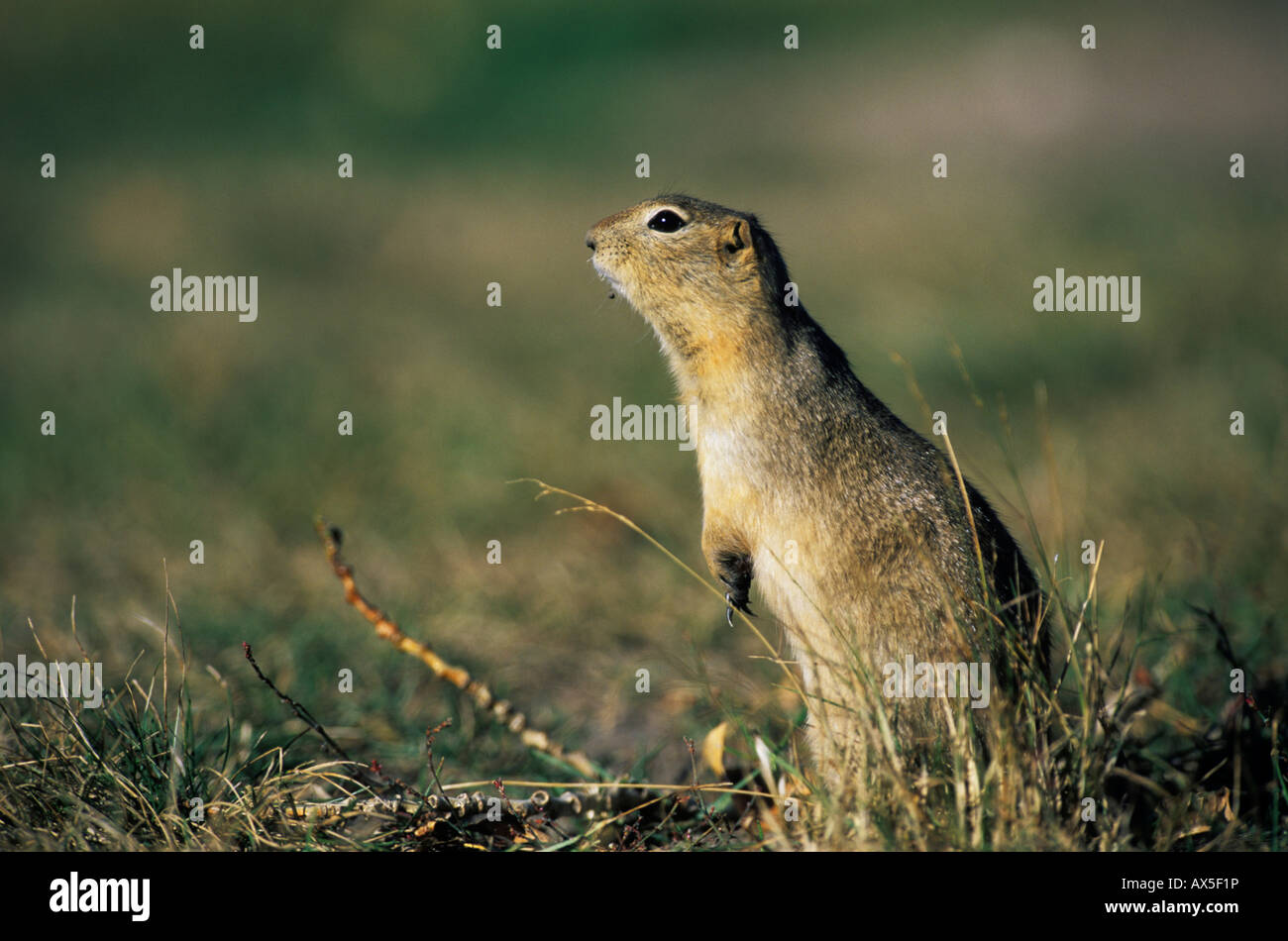 Richardson's Ground Squirrel (Spermophilus richardsonii Stock Photo - Alamy