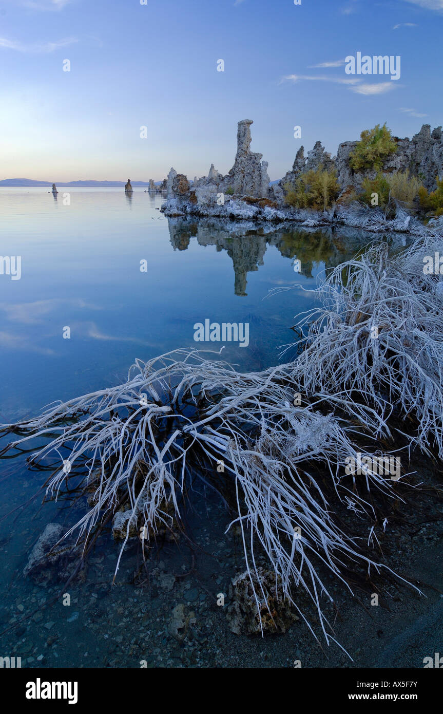 Strange tuff rock formations and salt-covered plants, Mono Lake (alkaline lake), Lee Vining, California, USA Stock Photo