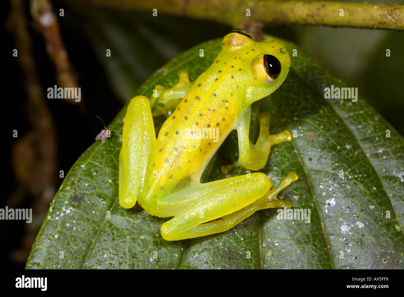 Glass frog (Centrolene prosoblepon) from cloudforest in Western Ecuador ...