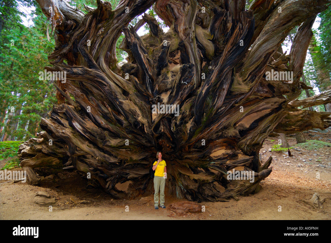 Woman standing in front of the huge roots of a Giant Sequoia (Sequoiadendron giganteum), Sequoia National Park, California, USA Stock Photo