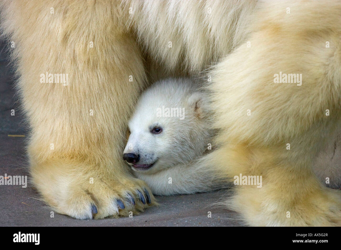Polar Bear (Ursus maritimus) cub hiding behind its mother, twins born December 2007 at Schoenbrunn Zoo, Vienna, Austria, Europe Stock Photo