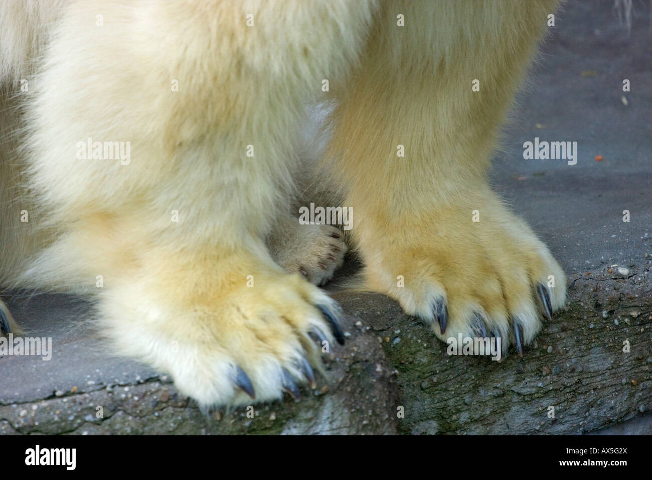 Polar Bear (Ursus maritimus) paws, cub and adult, twins born December 2007 at Schoenbrunn Zoo, Vienna, Austria, Europe Stock Photo