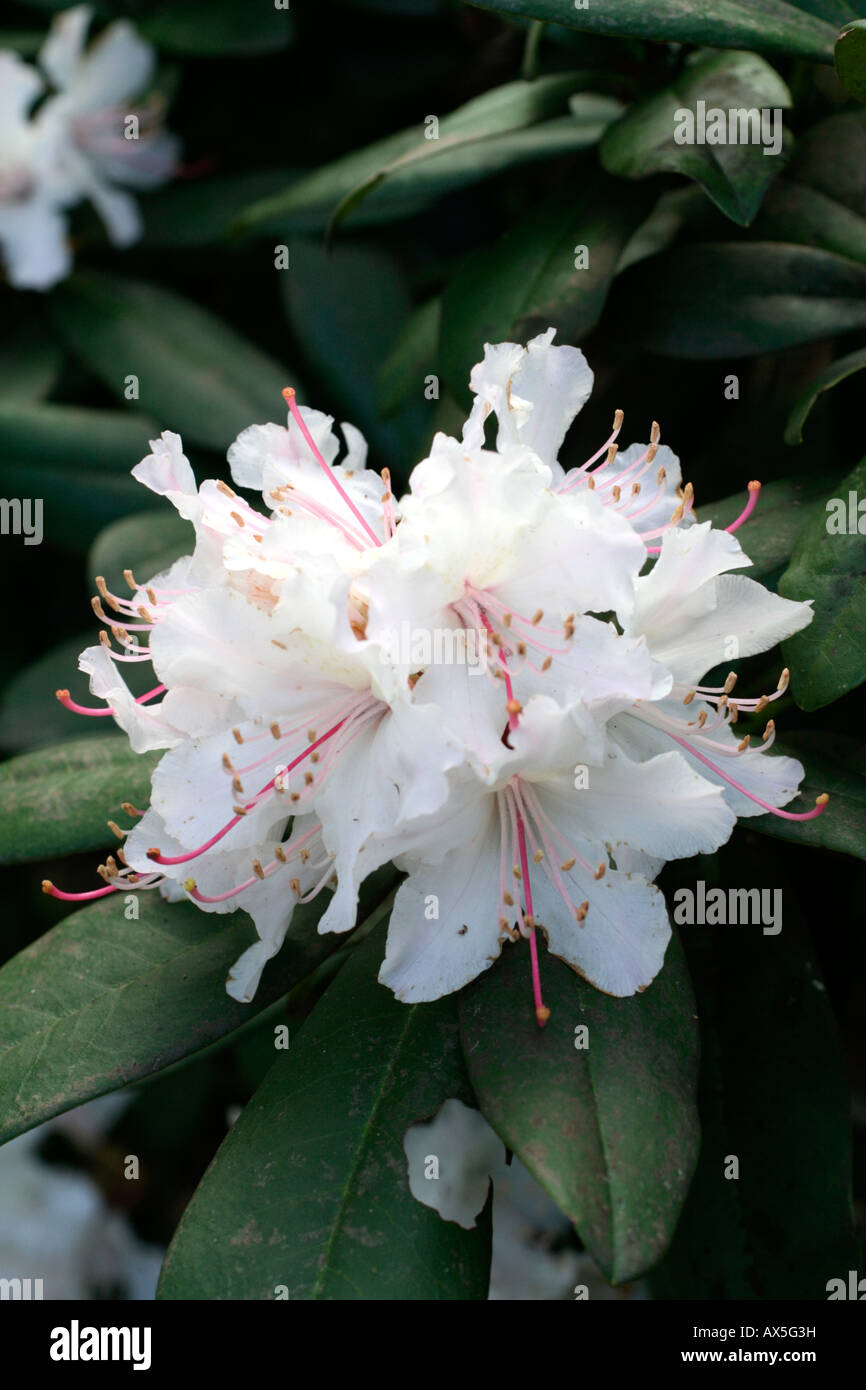 Rhododendron evergreen shrub garden hi-res stock photography and images -  Alamy