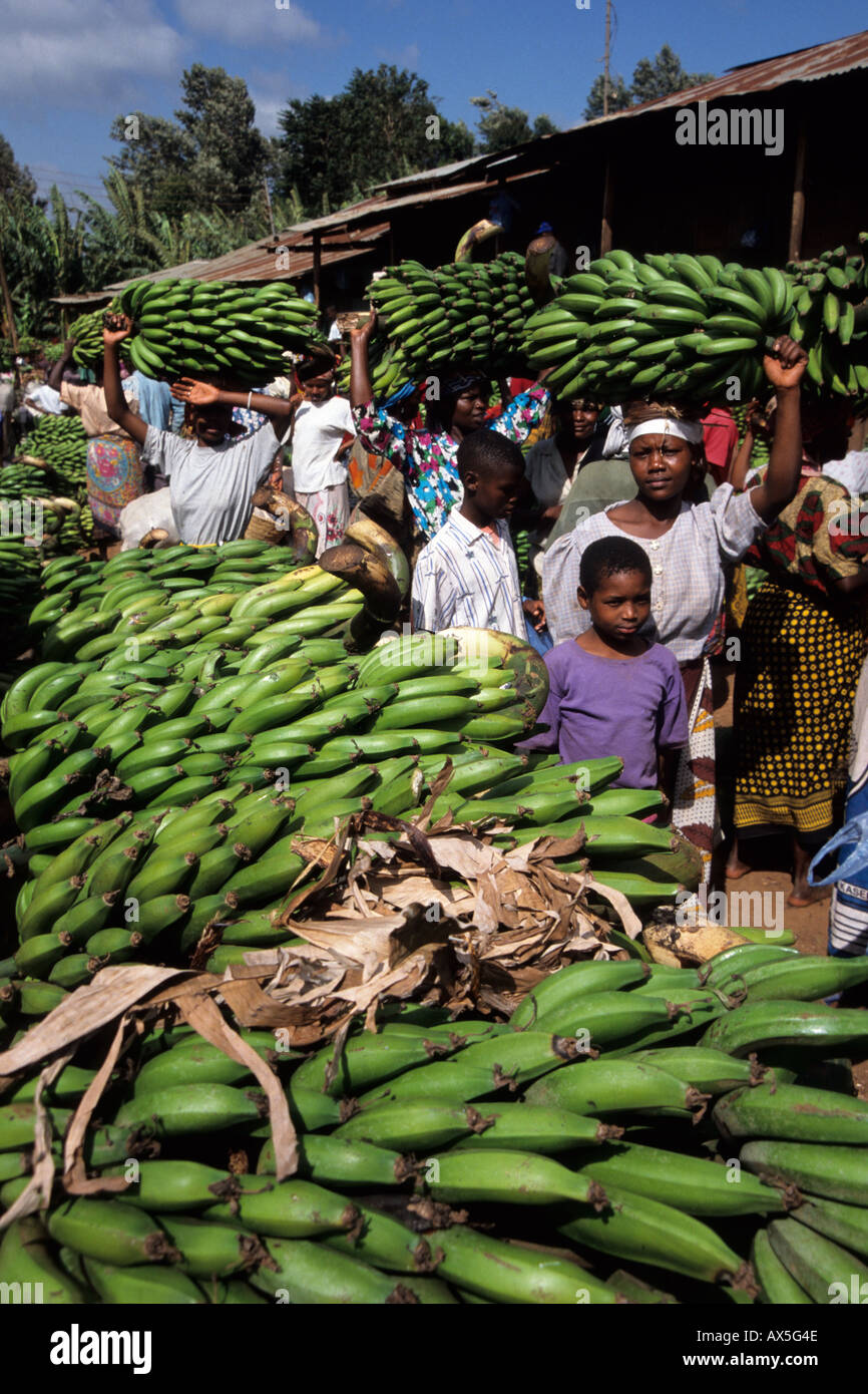 Bunches of cooking bananas (Musa) for sale on the market in Mwika, Kilimanjaro region, Tanzania Stock Photo