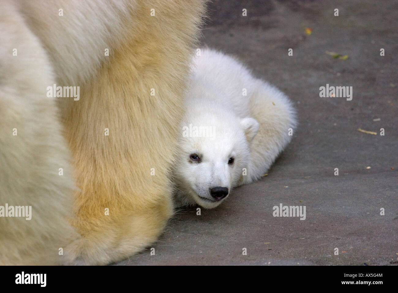 Polar Bear (Ursus maritimus) cub, one of two twins born December 2007 at Schoenbrunn Zoo, Vienna, Austria, Europe Stock Photo