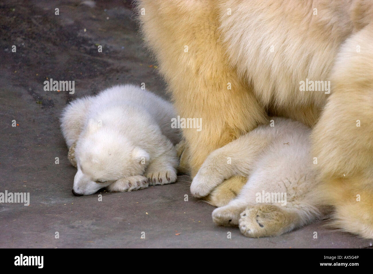Polar Bear (Ursus maritimus) cubs, twins born December 2007 at Schoenbrunn Zoo, Vienna, Austria, Europe Stock Photo