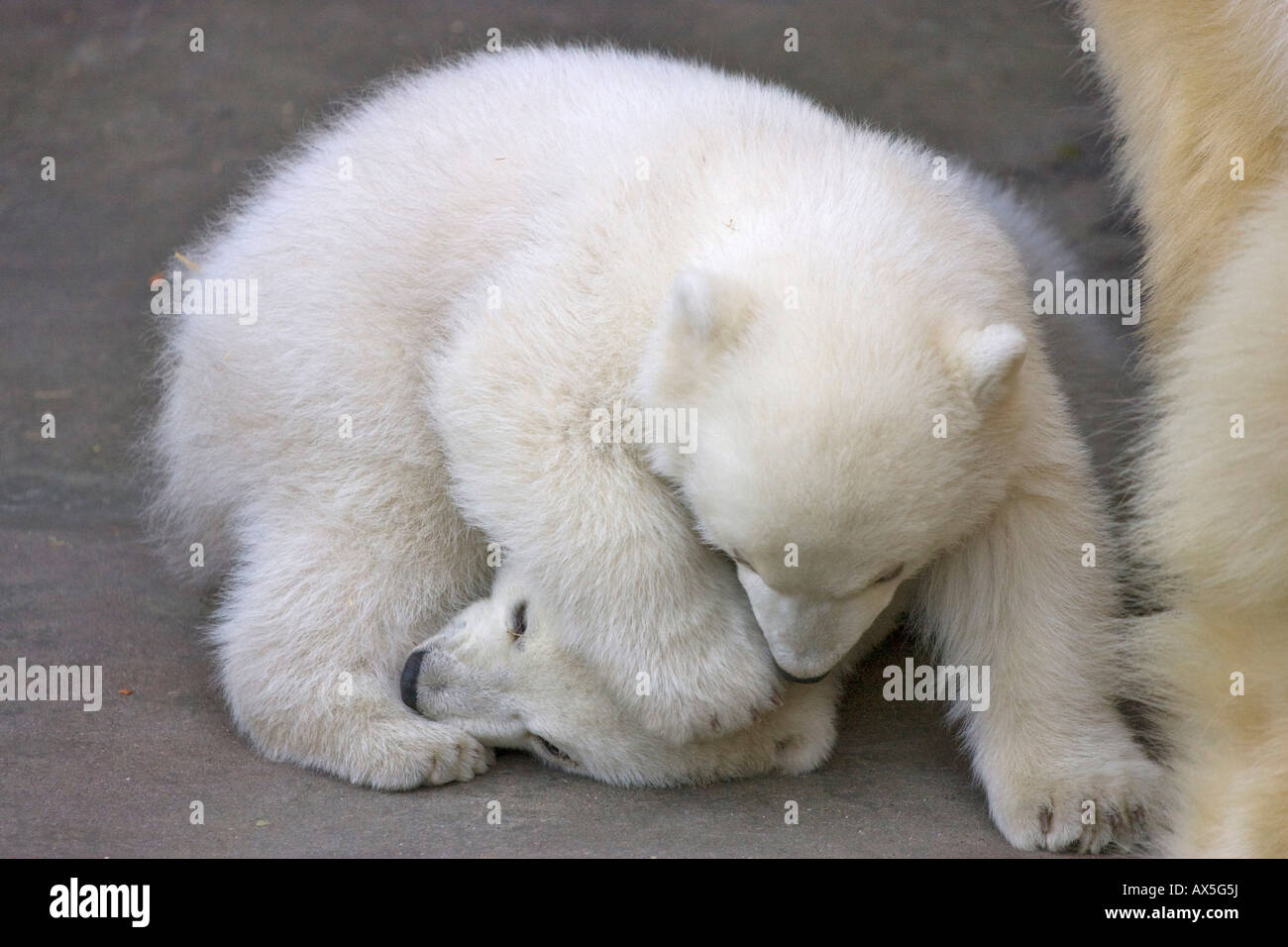 Polar Bear (Ursus maritimus) cubs playing, twins born December 2007 at Schoenbrunn Zoo, Vienna, Austria, Europe Stock Photo
