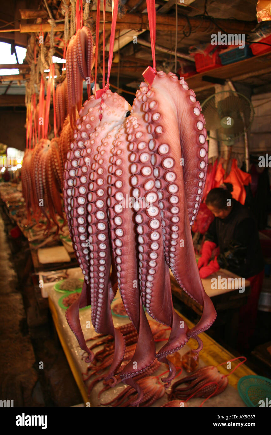 Octopus hung up for sale at a market in Kyeongju, Korea Stock Photo