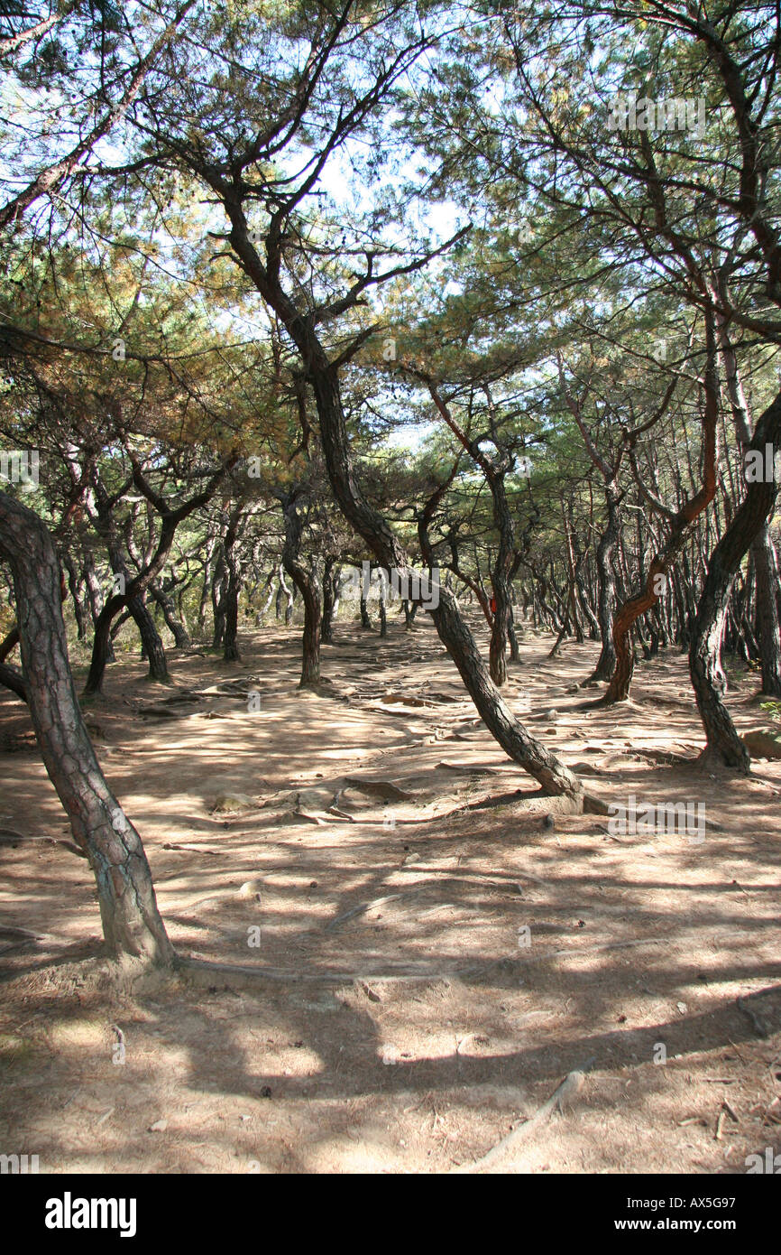 Trees line a mountain path in the Namsan area near Kyeongju in south east Korea Stock Photo