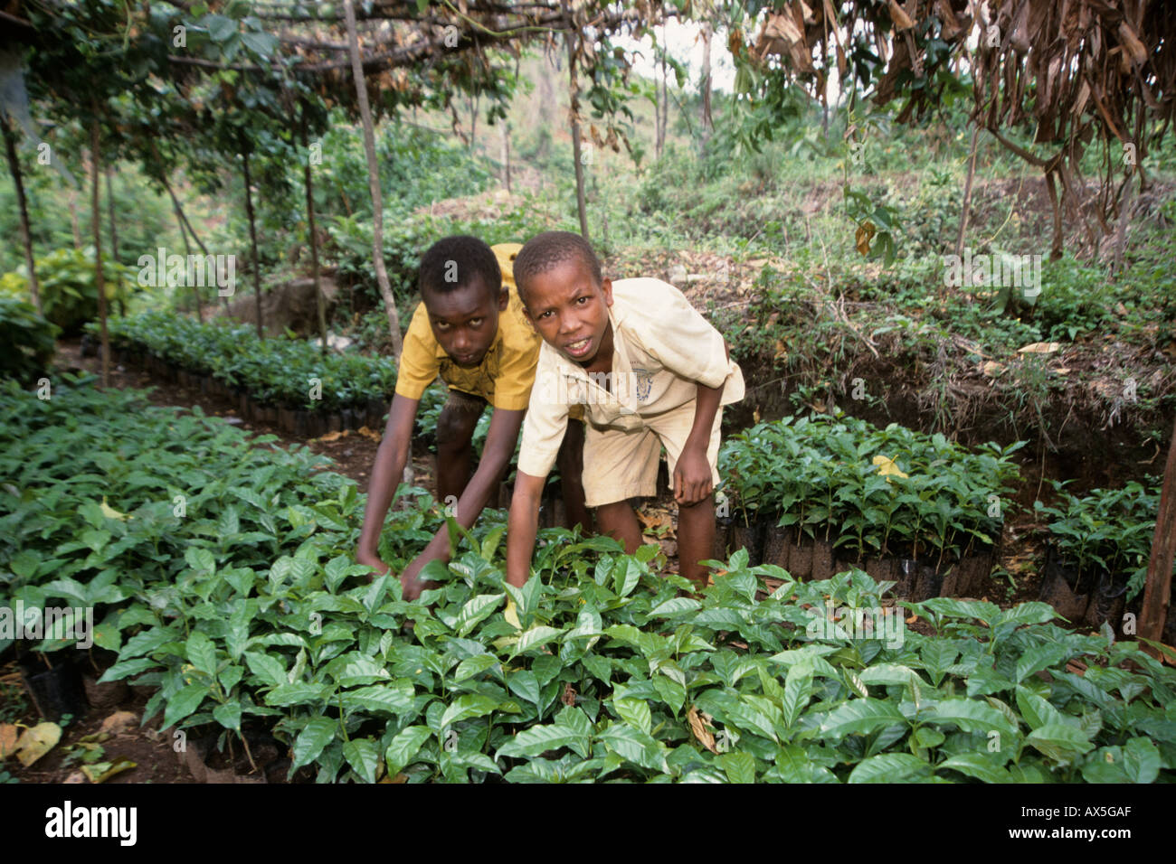 Schoolboys growing coffee seedlings in the school's tree nursery, Himo, Tanzania. Stock Photo