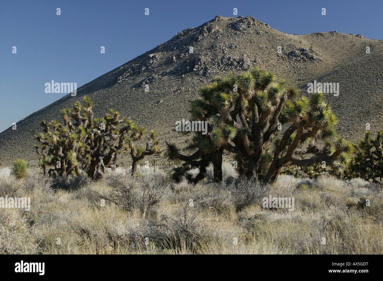 Joshua Trees (Yucca brevifolia), Mojave Desert, California, USA, North America Stock Photo