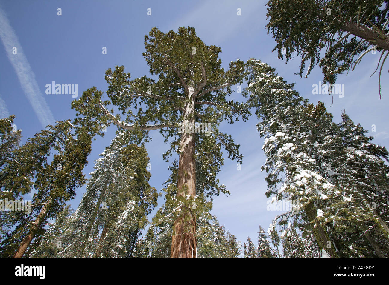 Giant Sequoias (Sequoiadendron giganteum) in wintertime, Sequoia National Park, California, USA, North America Stock Photo