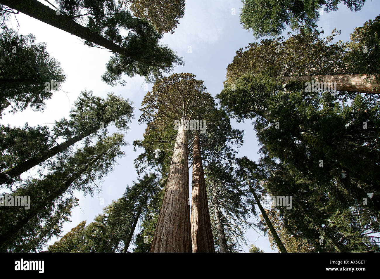Giant Sequoias (Sequoiadendron giganteum) in wintertime, Sequoia National Park, California, USA, North America Stock Photo