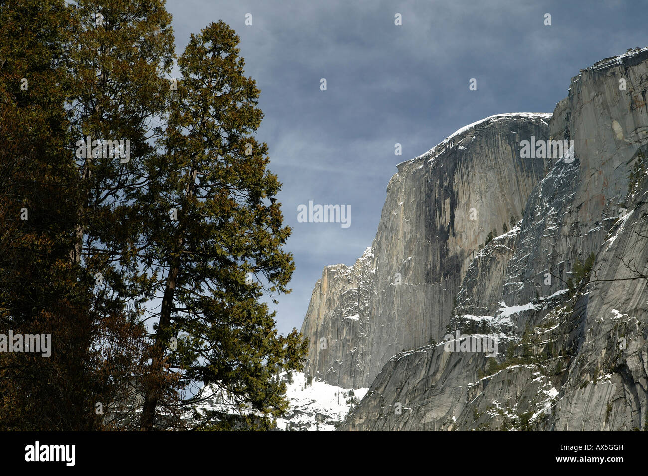 Giant Sequoias (Sequoiadendron giganteum) in wintertime, Yosemite National Park, California, USA, North America Stock Photo