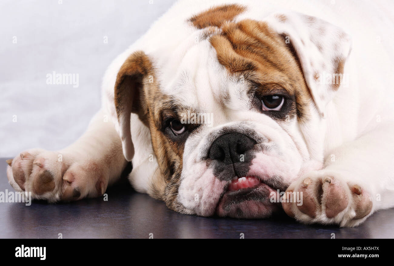 English bulldog looking tired Stock Photo