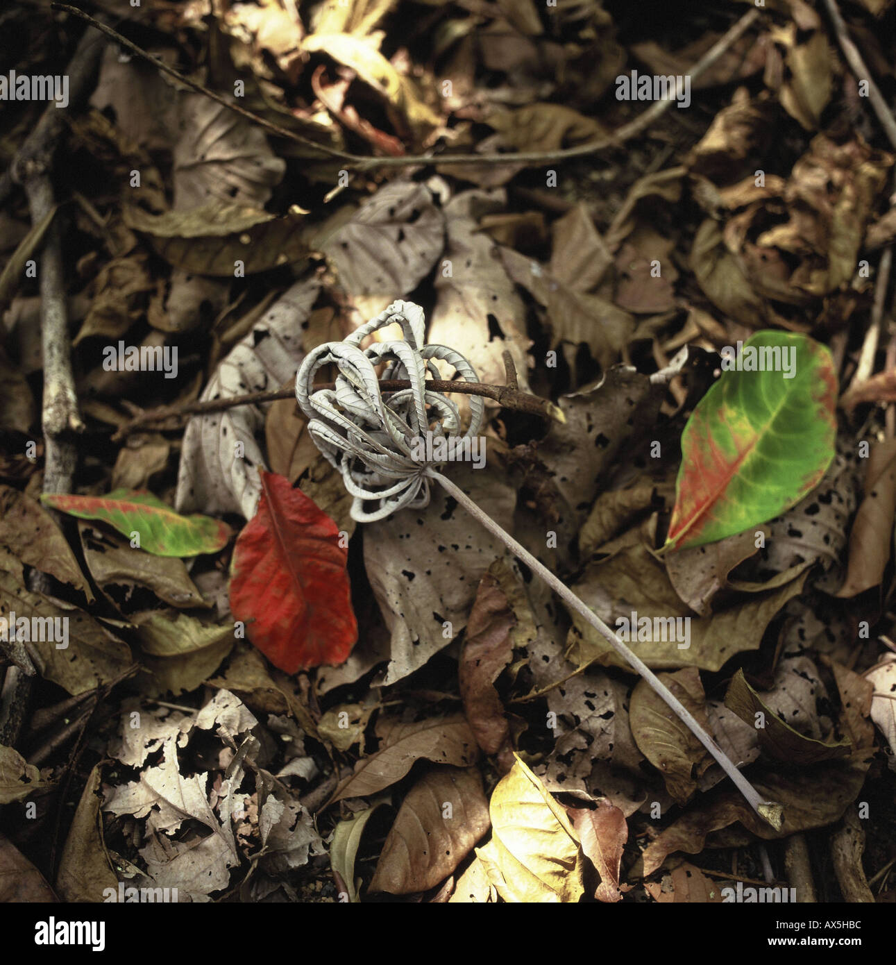 Amazon, Brazil. Leaf litter of Cecropia sp. on the forest floor. Stock Photo