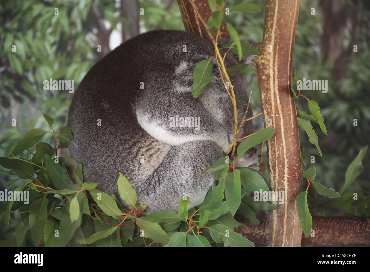 Australian bear tree hi-res stock photography and images - Alamy