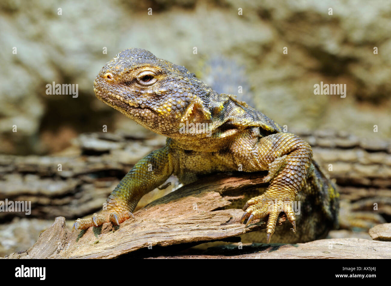 Saharan Spiny-tailed Lizard or Geyr's Dabb Lizard (Uromastyx acanthinurus geyri) Stock Photo