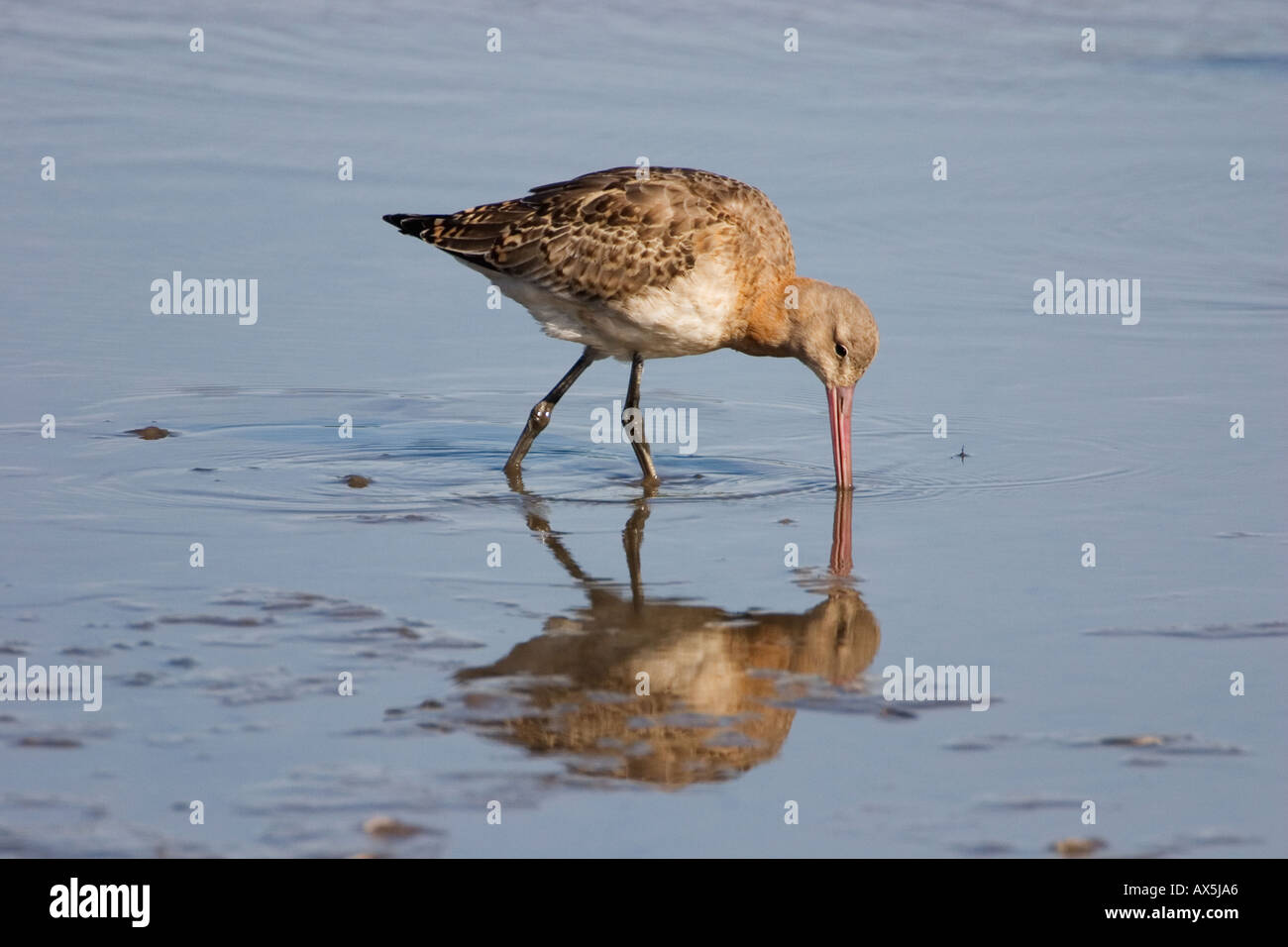 Young black tailed godwit at Inner Marsh Farm RSPB reserve in the Wirral Stock Photo