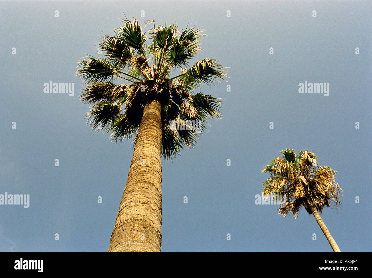 palm tree los angeles Stock Photo Alamy