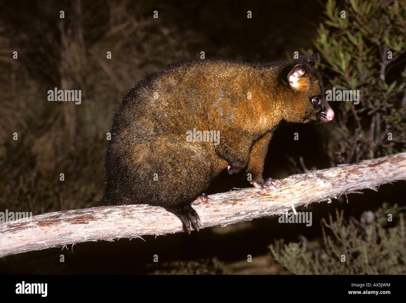 Common Brushtail Possum (Trichosurus vulpecula), Tasmania, Australia