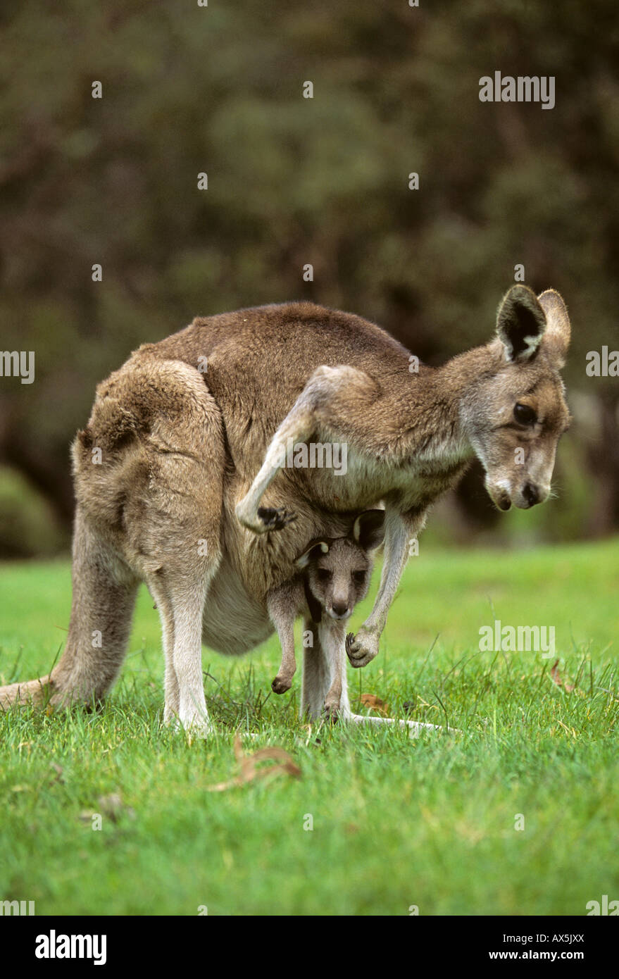Western Grey Kangaroo (Macropus fuliginosis) with joey in pouch, Western Australia, Australia Stock Photo
