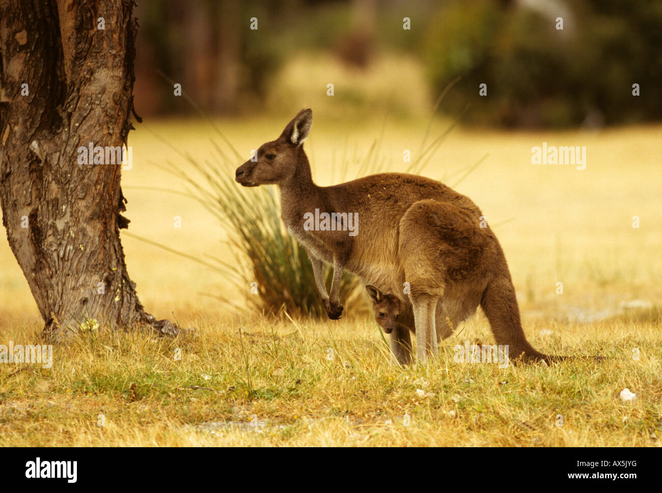 Western Grey Kangaroo (Macropus fuliginosis) with joey in pouch, Western Australia, Australia Stock Photo
