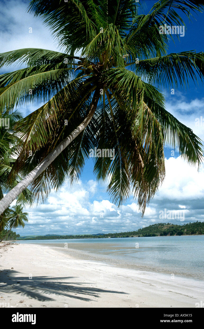 Palm tree blue sea hi-res stock photography and images - Alamy