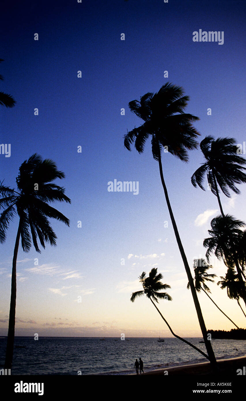 Itaparica Island, Brazil. Palm trees blowing in the wind. Stock Photo