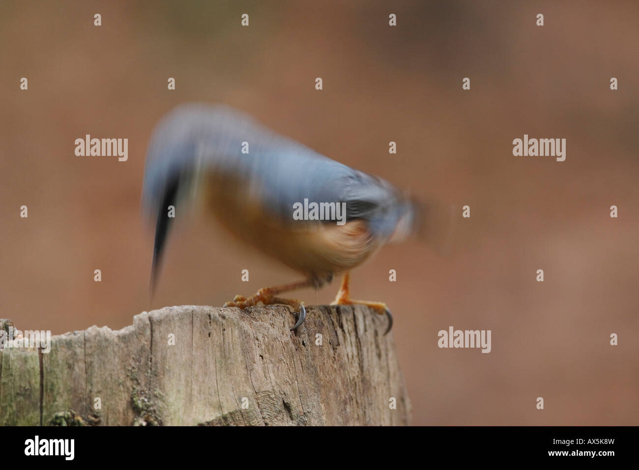 Eurasian Nuthatch (Sitta europaea) pecking at a tree stump Stock Photo