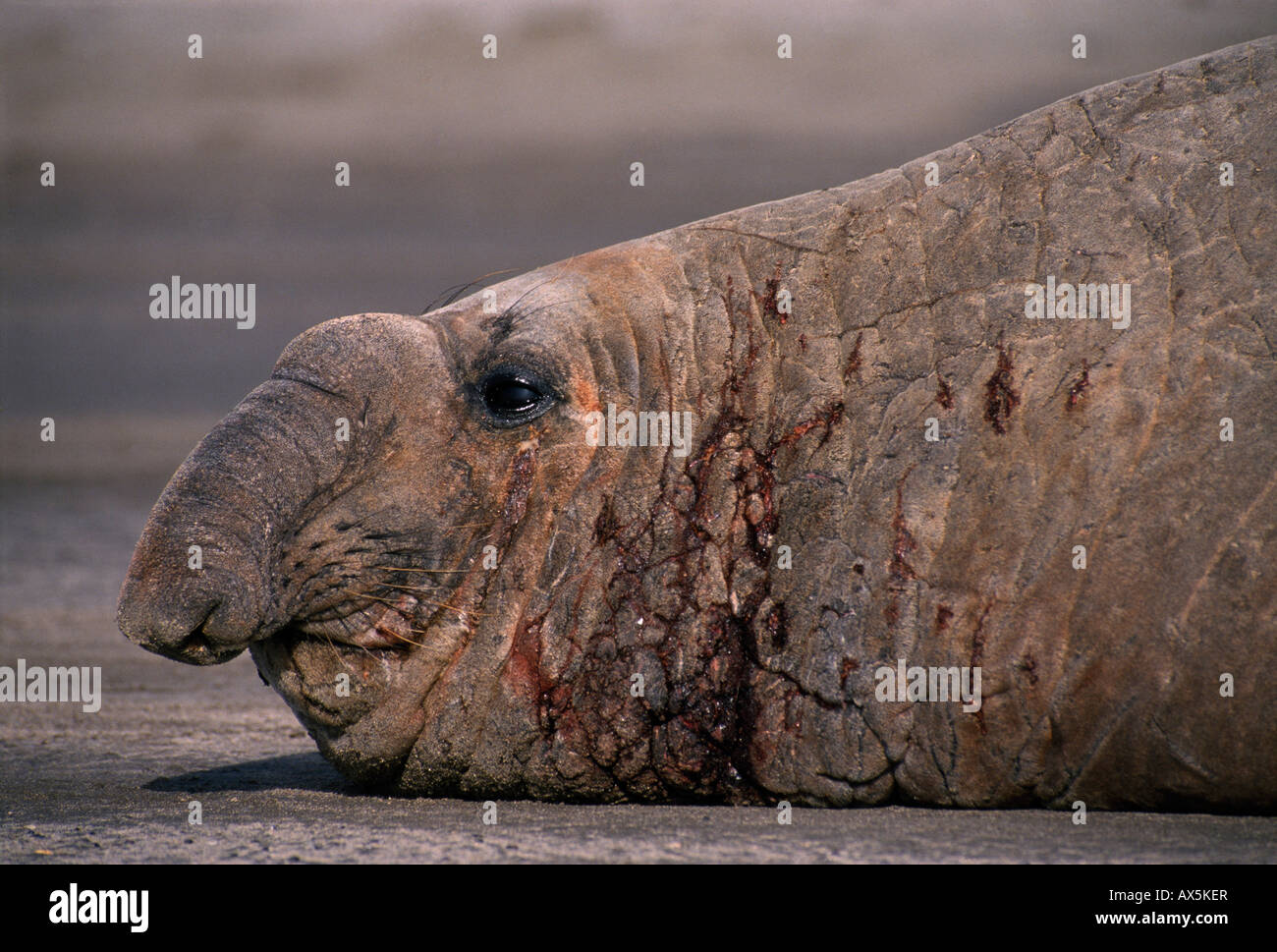 Southern Elephant Seal (Mirounga leonina), Valdez Peninsula, Chubut Province, Argentina, South America Stock Photo