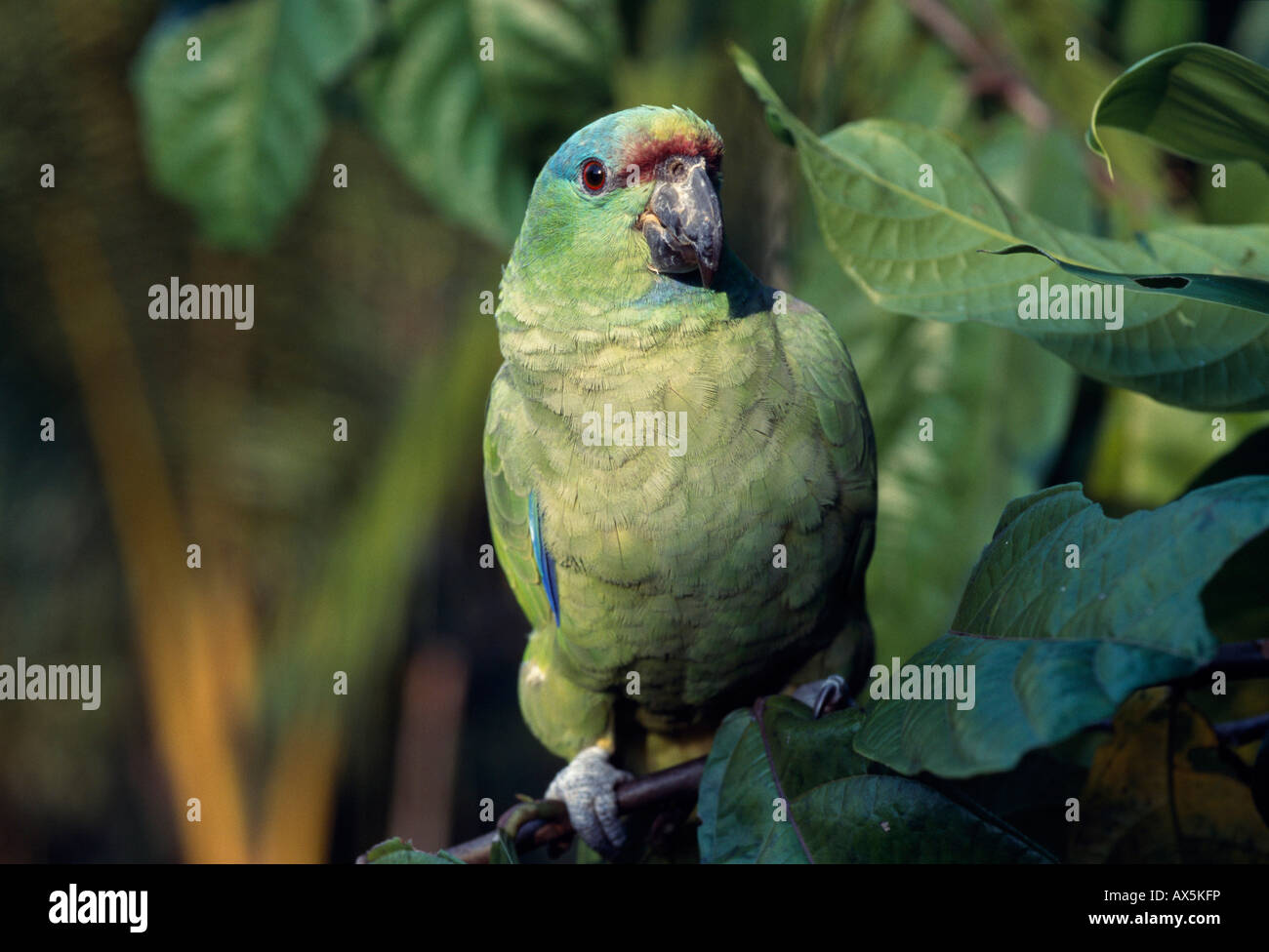 Amazone brazil hi-res stock photography and images - Alamy