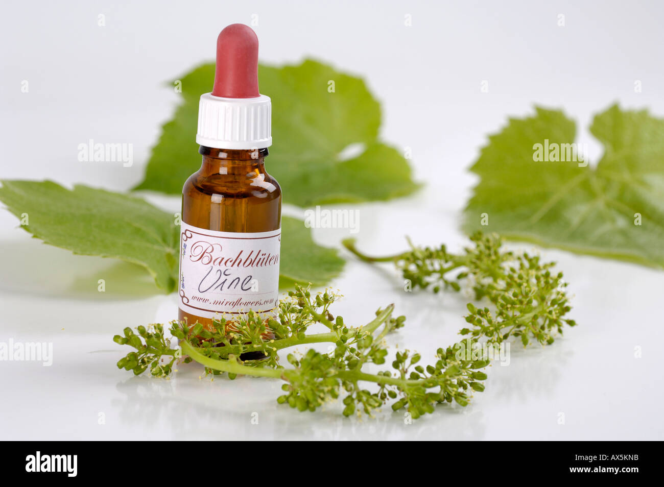 Bach Flower Stock Remedy Stock Photo Alamy