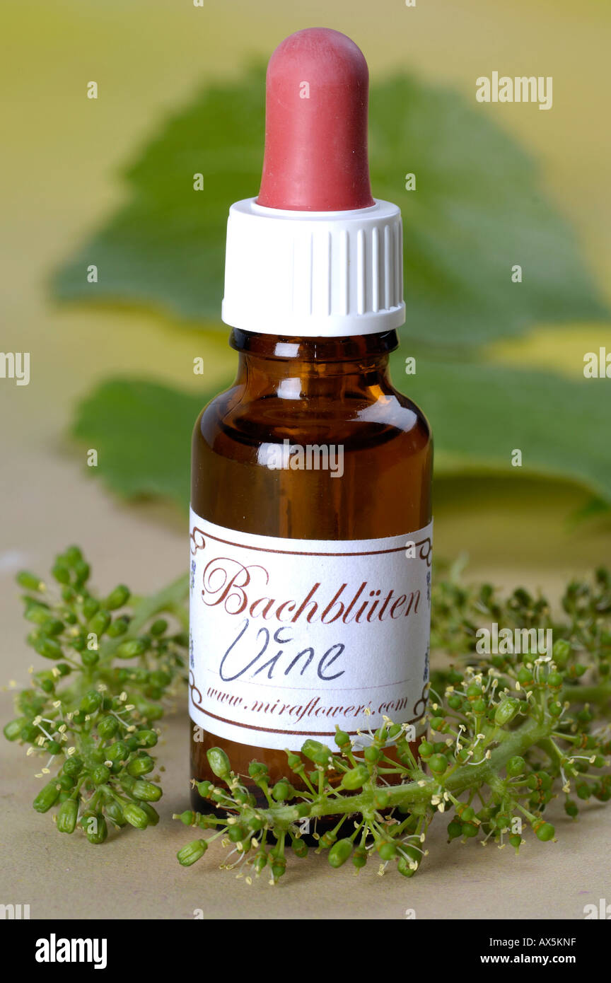 Bach Flower Stock Remedy Stock Photo Alamy