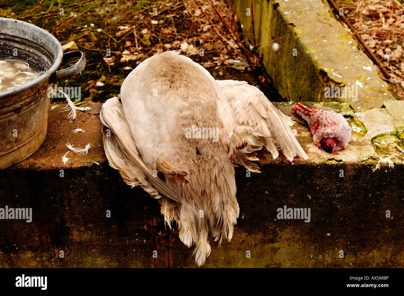 Home slaughtering (duck), duck is ready for depluming, Eckental, Middle Franconia, Bavaria, Germany, Europe Stock Photo