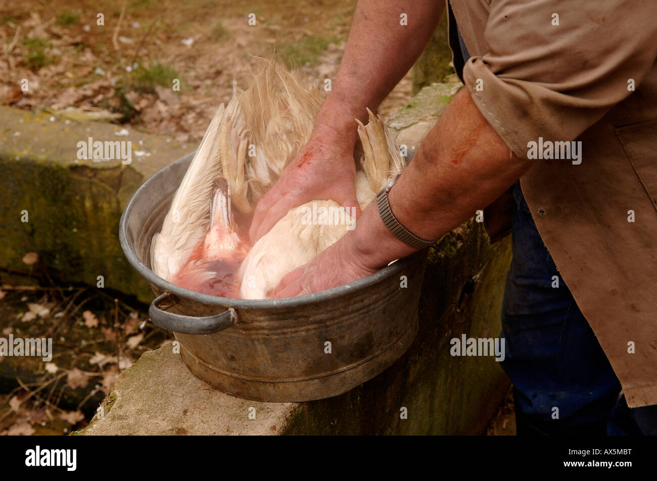 Home slaughtering (duck), farmer soaking the feathers of the duck, Eckental, Middle Franconia, Bavaria, Germany, Europe Stock Photo
