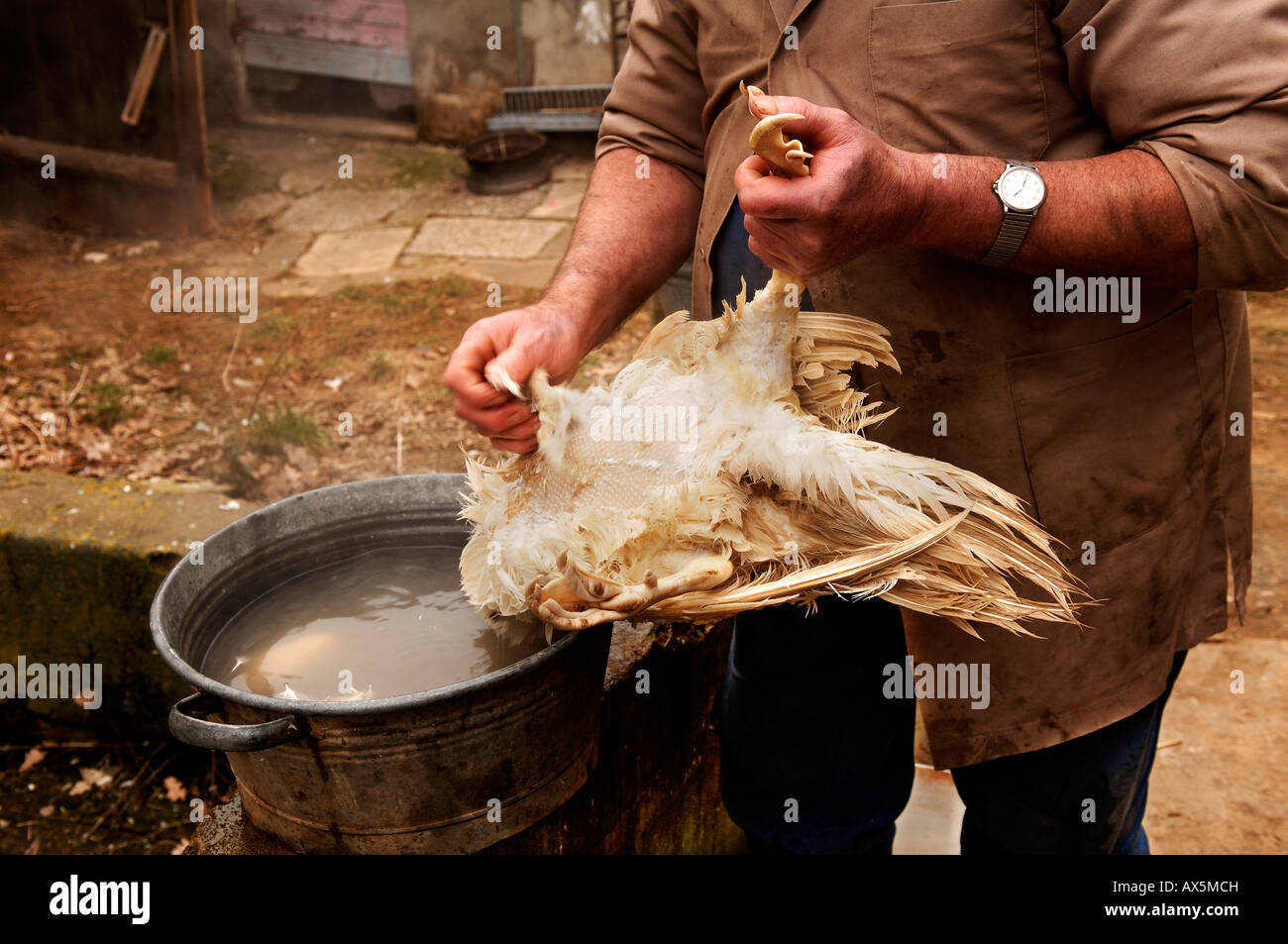 Home slaughtering (duck), farmer plucking the feathers from a duck, Eckental, Middle Franconia, Bavaria, Germany, Europe Stock Photo