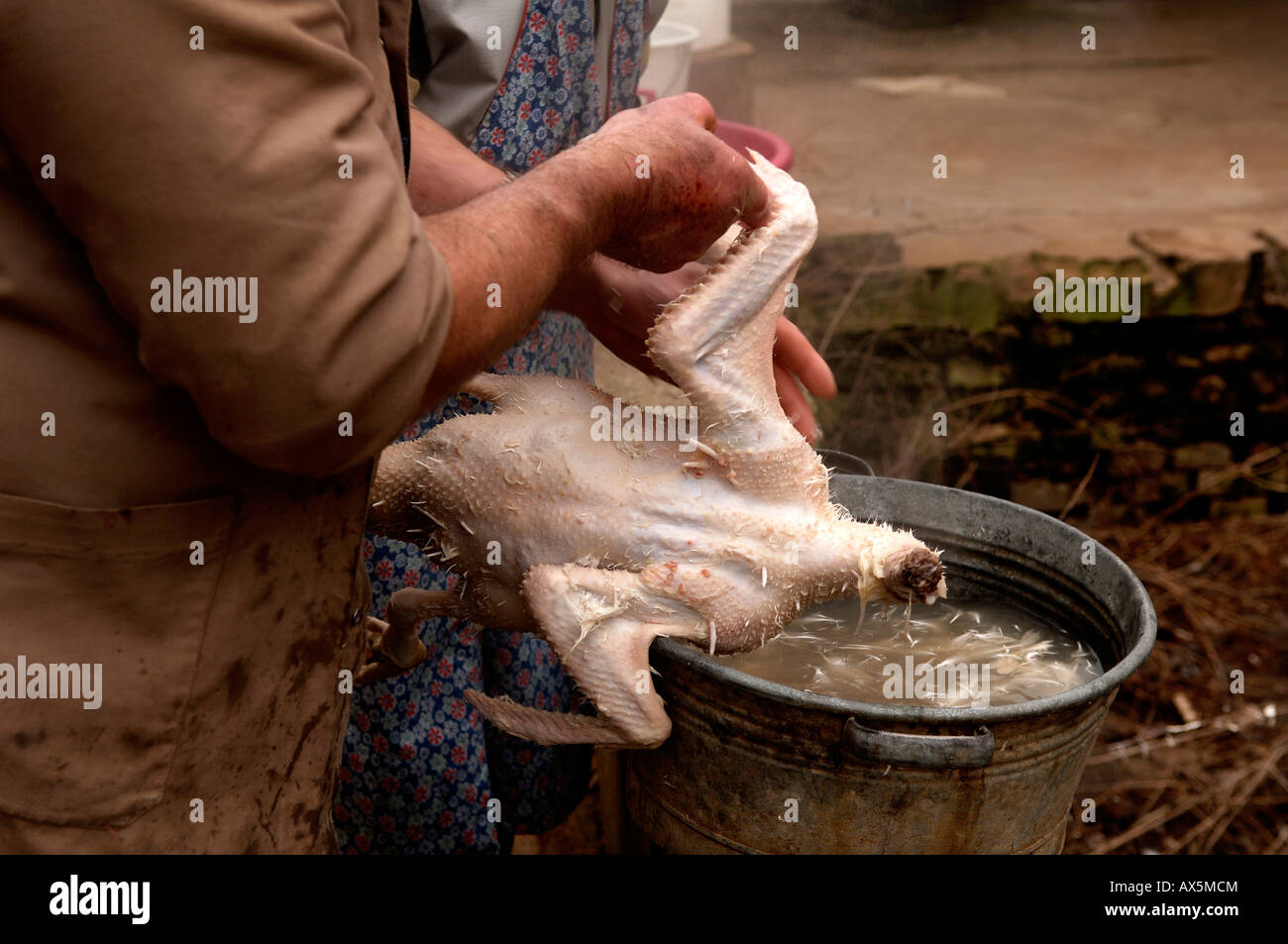 Home slaughtering (duck), farmer plucking the feathers from a duck, Eckental, Middle Franconia, Bavaria, Germany, Europe Stock Photo