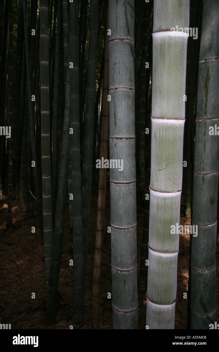 Bamboo forest in Arashiyama, Kyoto Stock Photo