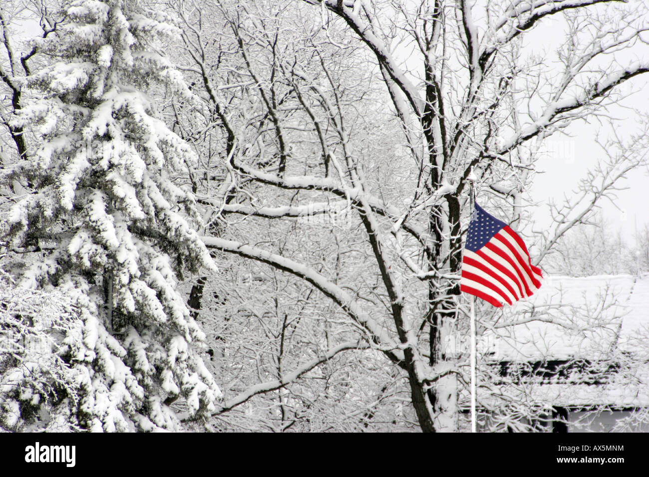 A American Flag flying among the snow covered trees in rural Stock